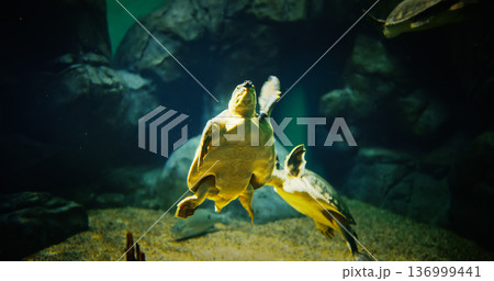 Shanghai, China. Pig-nosed Turtle Swim Along Bottom Of Aquarium. Fly River Pitted-shelled Turtle. Carettochelys Insculpta. Pig-nosed Turtle Swims In Aquarium. Sea Turtle Swims Underwater. Native To 136999441