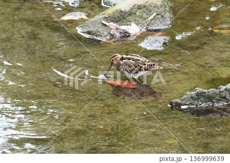 川で捕食するタシギ 川で捕食するタシギ 136999639