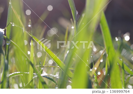 朝露に濡れる草 136999764