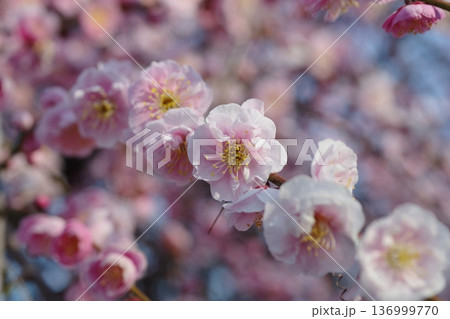 梅の花 136999770