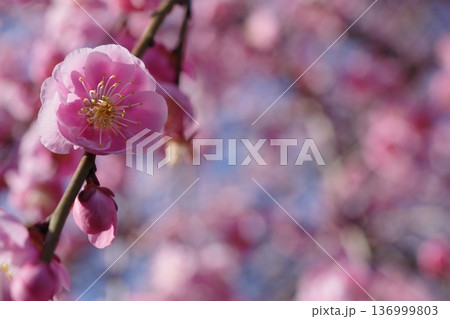 春の訪れを告げる梅の花 136999803