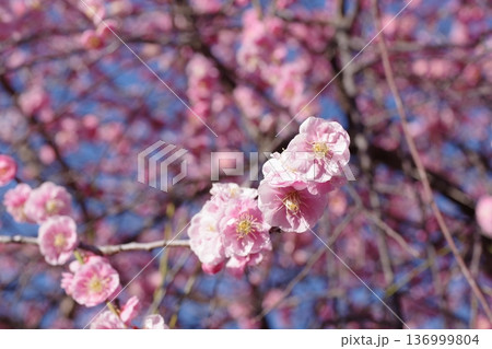 春の訪れを告げる梅の花 春の訪れを告げる梅の花 136999804
