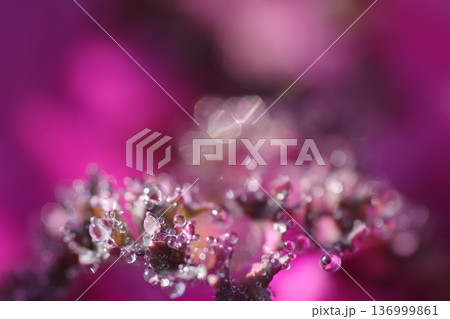 葉ボタン 136999861