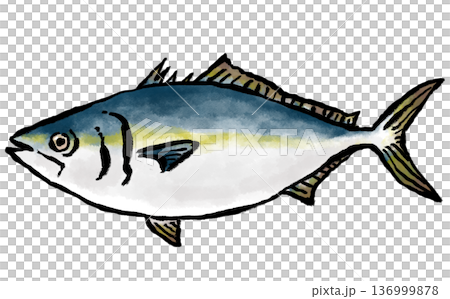 新鮮的黃尾魚日式插畫 新鮮的黃尾魚日式插畫 136999878