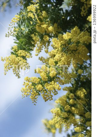 青空に咲くミモザの花 春の黄色い花のクローズアップ 136999922