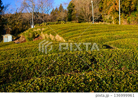 矢倉岳登山途中の茶畑 136999961
