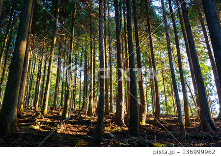 矢倉岳登山道の樹林帯 136999962