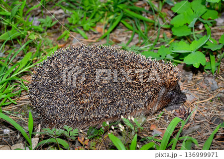 Hedgehog in a clearing in the forest 136999971