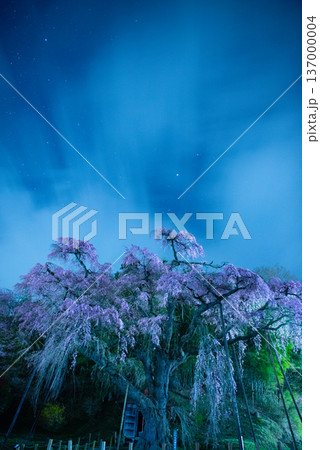 紅枝垂地蔵桜 福島県郡山市 紅枝垂地蔵桜 福島県郡山市 137000004