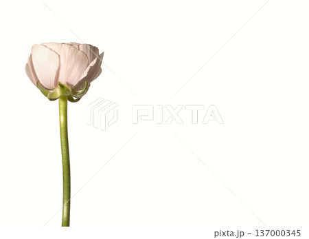 Ranunculus asiaticus pale bloom vertical stem. Single buttercup flower minimal composition. Spring floral botanical concept.. 137000345