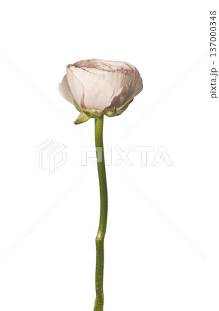 Ranunculus asiaticus pink blossom vertical stem isolated background. Single buttercup plant minimal composition. Spring floral botanical detail concept.. 137000348
