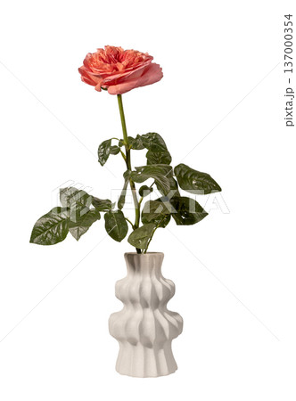 Rosa hybrida coral bloom in ceramic vase isolated background. Single garden rose minimal interior decor composition. Spring floral concept.. 137000354