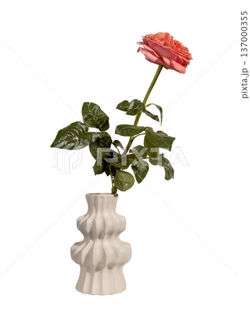 Rosa hybrida coral rose in sculptural ceramic vase isolated background. Single garden flower minimal interior composition. Spring floral decor concept.. Rosa hybrida coral rose in sculptural ceramic vase isolated background. Single garden flower minimal interior composition. Spring floral decor concept.. 137000355