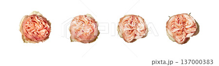 Top down view, bush rose buds isolated on white background. Overhead composition, rosa multiflora blossoms. Floral collection, botanical spring decoration concept.. Top down view, bush rose buds isolated on white background. Overhead composition, rosa multiflora blossoms. Floral collection, botanical spring decoration concept.. 137000383