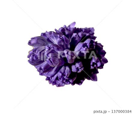 Top view hyacinthus orientalis purple inflorescence isolated background. Single hyacinth bloom minimal composition. Spring floral botanical detail concept.. Top view hyacinthus orientalis purple inflorescence isolated background. Single hyacinth bloom minimal composition. Spring floral botanical detail concept.. 137000384