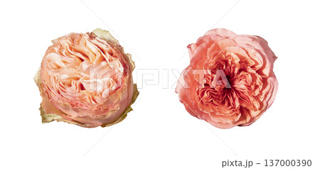 Top view, bush rose buds isolated background. Overhead layout, rosa multiflora blossoms paired minimal composition. Floral detail, botanical spring freshness theme.. Top view, bush rose buds isolated background. Overhead layout, rosa multiflora blossoms paired minimal composition. Floral detail, botanical spring freshness theme.. 137000390