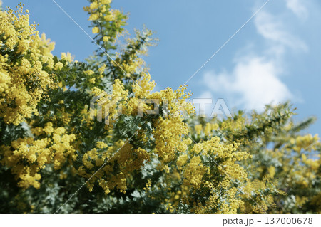 青空と雲を背景に咲くミモザの花 春の黄色い花風景 137000678