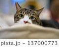見つめる猫 137000773