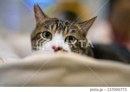 見つめる猫 137000773