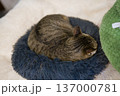 眠る猫 137000781