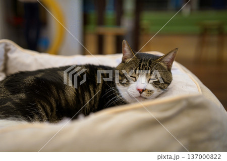眠る猫 137000822