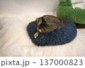 眠る猫 137000823