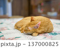 眠る猫 137000825
