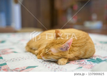 眠る猫 137000825