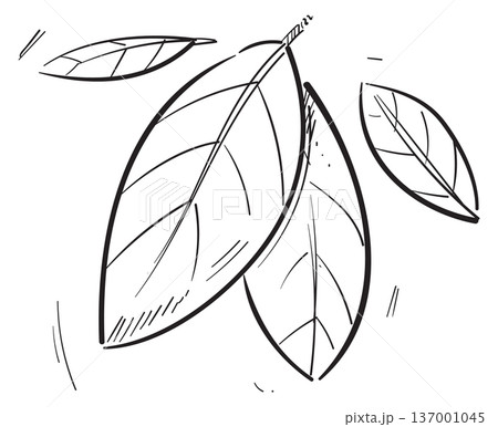 Basil leaves. Aroma herb hand drawn icon Basil leaves. Aroma herb hand drawn icon 137001045