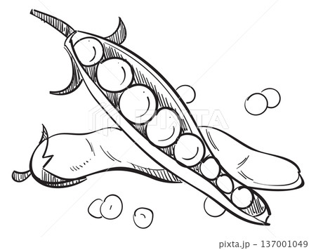 Bean pod hand drawn icon. Fresh vegetable 137001049
