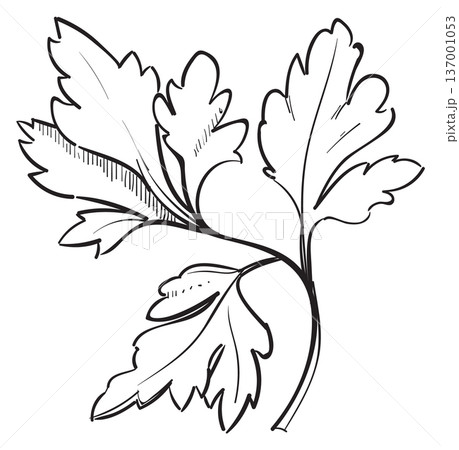 Parsley leaves. Natural herb hand drawn icon Parsley leaves. Natural herb hand drawn icon 137001053