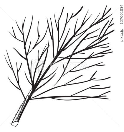 Dill branch doodle. Hand drawn aroma ingredient Dill branch doodle. Hand drawn aroma ingredient 137001054