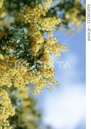 青空を背景に咲くミモザの花 春の黄色い花とコピースペース(縦) 青空を背景に咲くミモザの花 春の黄色い花とコピースペース(縦) 137001059