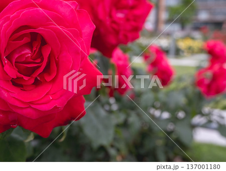 満開に咲き誇る真っ赤なバラの花 137001180