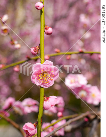 城南宮　しだれ梅 137001295