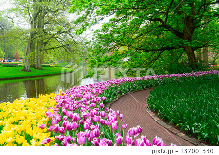 The path through a vibrant tulip garden in full bloom during the delightful spring season is breathtaking The path through a vibrant tulip garden in full bloom during the delightful spring season is breathtaking 137001330