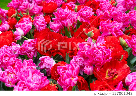 Dutch orange tulip fields in sunny day 137001342