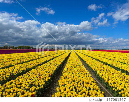 Dutch yellow tulip fields in sunny day Dutch yellow tulip fields in sunny day 137001367