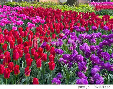 Colorful flower display. Lush pink and red tulip arrangements showcase springtime vibrancy. Closeup of vibrant tulips highlighting joyful colors and lively garden scene 137001372
