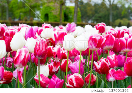 Rows of tulip flowers Rows of tulip flowers 137001392