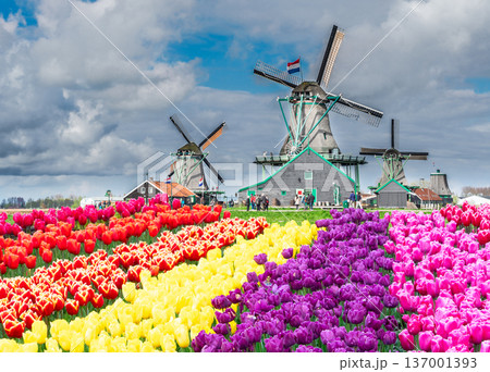 one dutch windmill over tulips 137001393