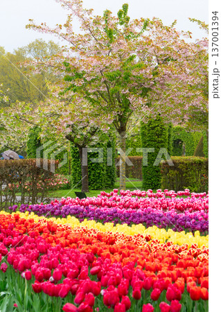Idyllic landscape with blooming flowers and greenery, Peaceful garden during spring showcasing vivid tulips and wellmaintained foliage illuminated by morning sunlight 137001394