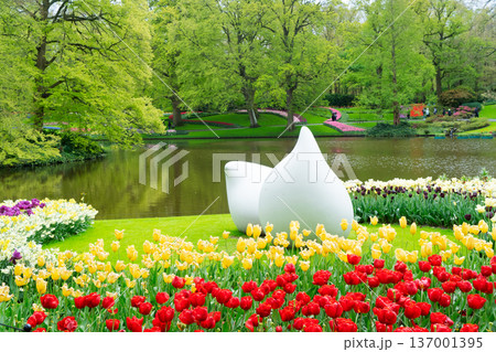 Rows of tulip flowers Rows of tulip flowers 137001395