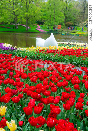 Rows of tulip flowers 137001397