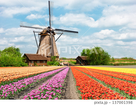 Dutch yellow tulip fields in sunny day Dutch yellow tulip fields in sunny day 137001398