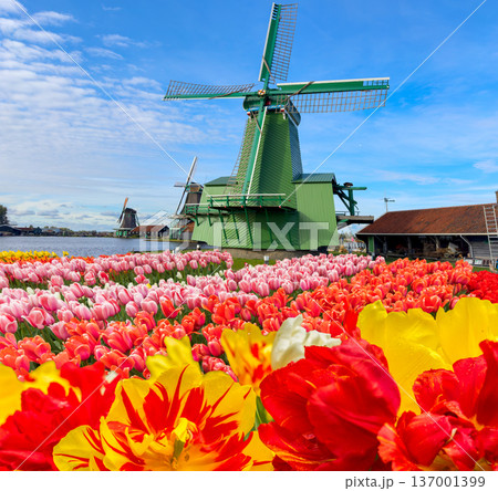 Dutch wind mills 137001399