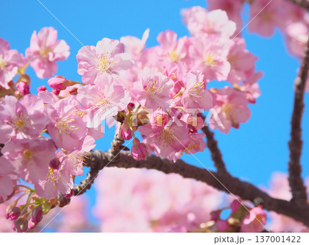 青空に映えて鮮やかに咲く満開の河津桜 自然風景(2026年2月) 青空に映えて鮮やかに咲く満開の河津桜 自然風景(2026年2月) 137001422