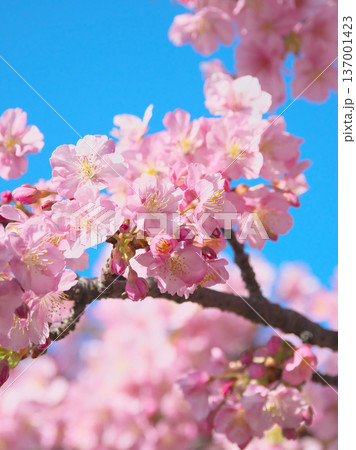 青空に映えて鮮やかに咲く満開の河津桜　 自然風景（2026年2月） 137001423
