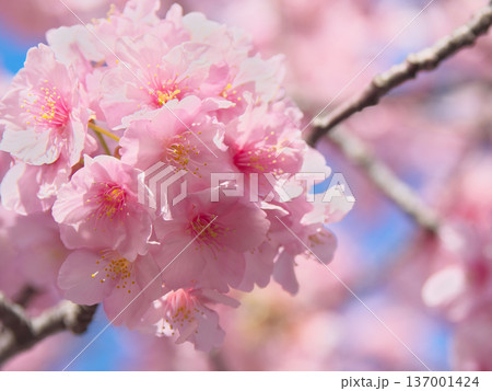 青空に映えて鮮やかに咲く満開の河津桜 自然風景(2026年2月) 青空に映えて鮮やかに咲く満開の河津桜 自然風景(2026年2月) 137001424