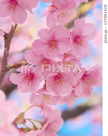 青空に映えて鮮やかに咲く満開の河津桜 自然風景(2026年2月) 青空に映えて鮮やかに咲く満開の河津桜 自然風景(2026年2月) 137001429